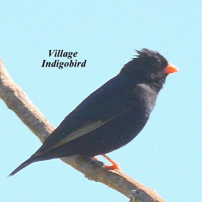 Village Indigobird
